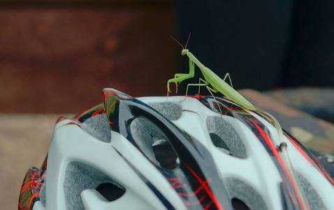 螳螂骑自行车头盔, 绿螳螂