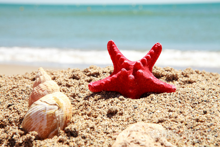 海滩上的贝壳特写