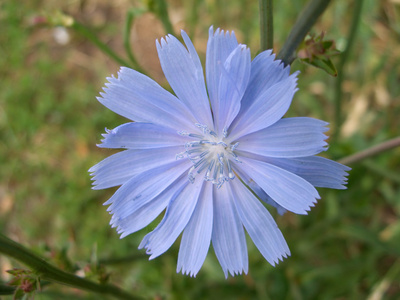 蓝色的野生菊苣花图片