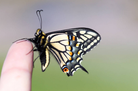 燕鲍翅参生活在你的指尖.燕蝴蝶在人的手指上休息照片