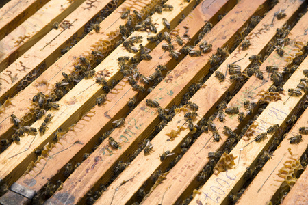蜜蜂的蜂巢图片