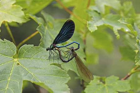 美丽的亚威农 Calopteryx 处女座, , 心脏形状, 男性, 左, Ummendorfer 德, 德国, 欧