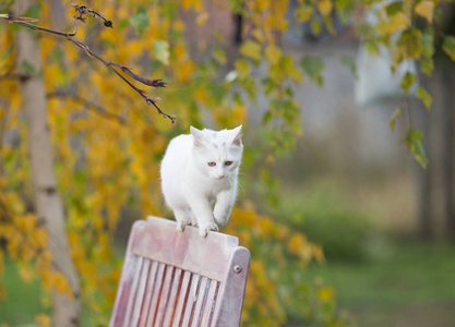 白猫走在公园的长凳上