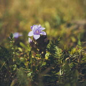 秦艽白芷蓝色花图片