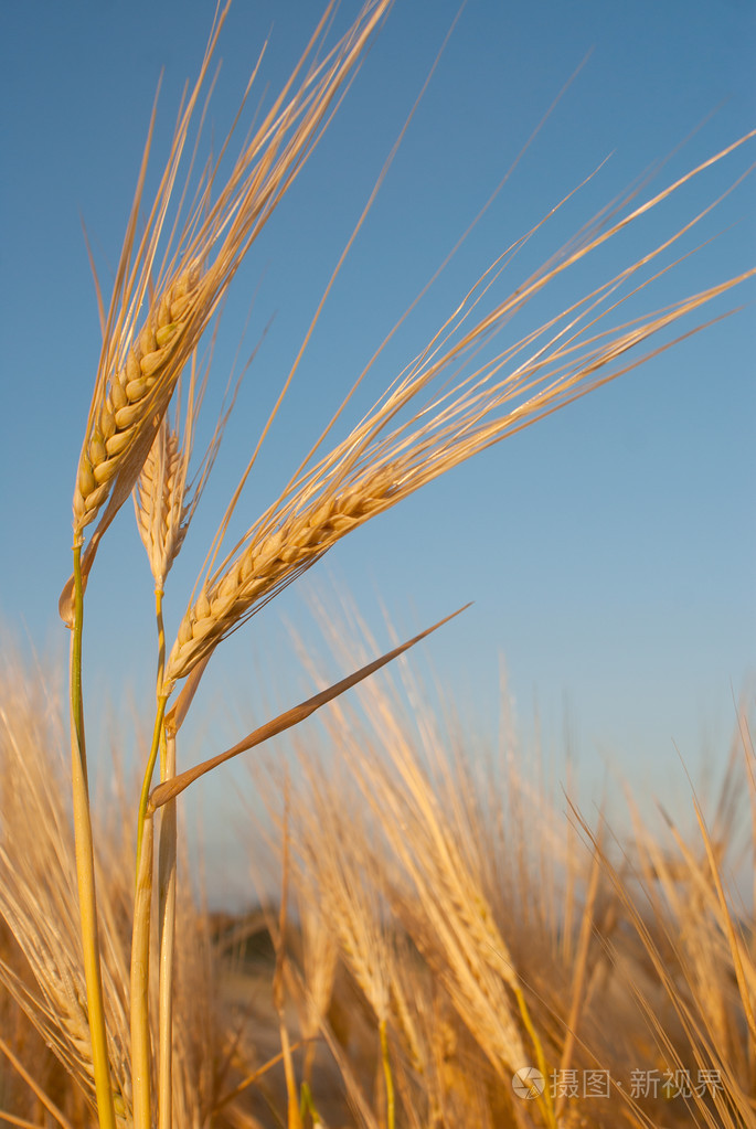 麦穗对蓝天