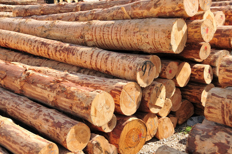 抖音log练习用球瓶 原木,木材,木料( log的名词复数 ) 航海[飞行]日志