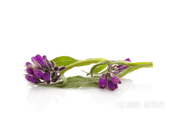 健康紫草花照片 正版商用图片02r95f 摄图新视界 健康紫草花照片 正版商用图片02r95f 摄图新视界