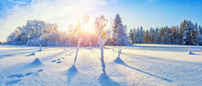 美丽的雪景全景与森林背景