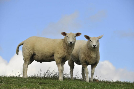 森尼库斯芦荟图片