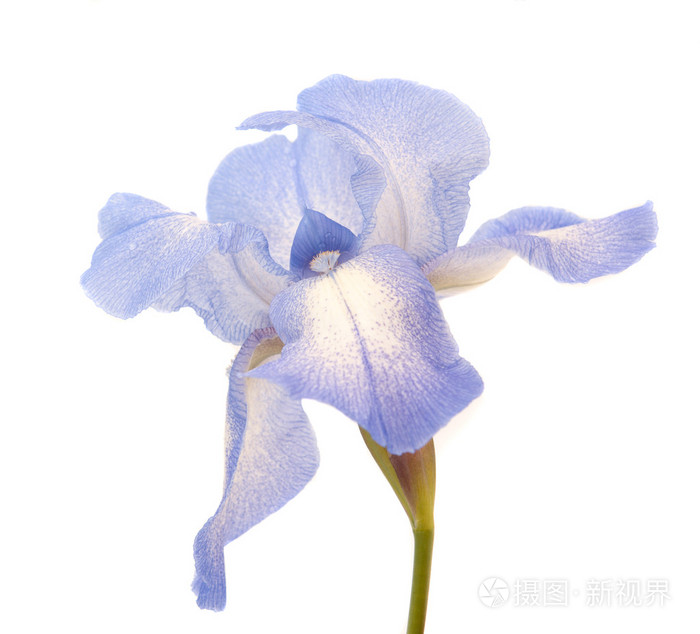 蝴蝶花