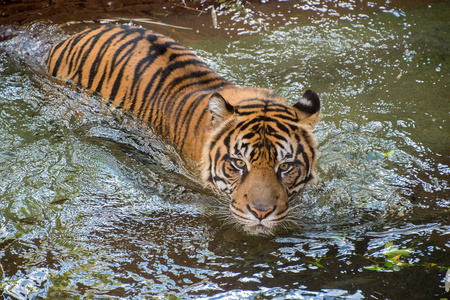 老虎打水