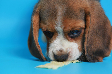 1月纯幼犬绿屏