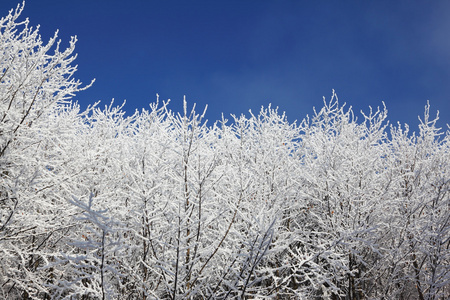 白雪覆盖了树梢