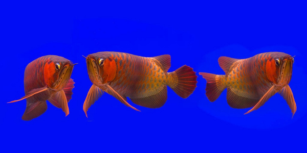 红龙鱼亚洲巨龙照片