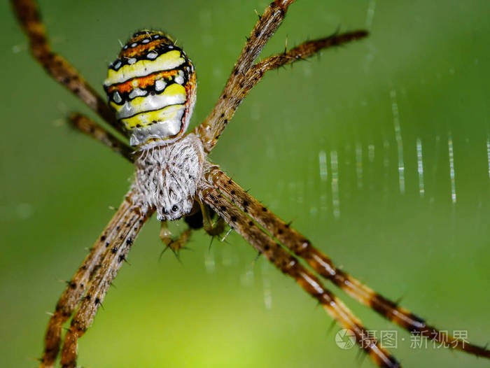 棕色蜘蛛底部是黄色 橙色 黑色和白色的蜘蛛网照片 正版商用图片02rhhm 摄图新视界
