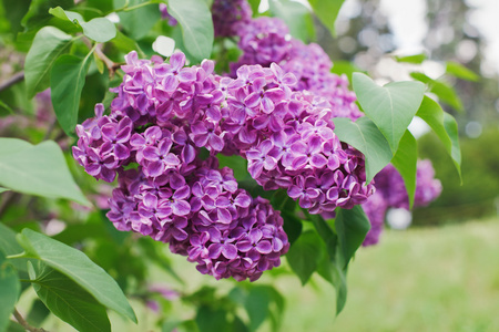 紫丁香花花序近景在阳光下