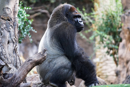 大猩猩坐在热带公园里