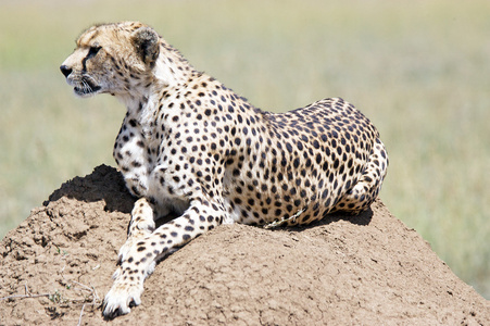 lt动gt奔跑极快的非洲猎豹