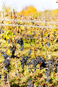捷克共和国葡萄园中的红葡萄