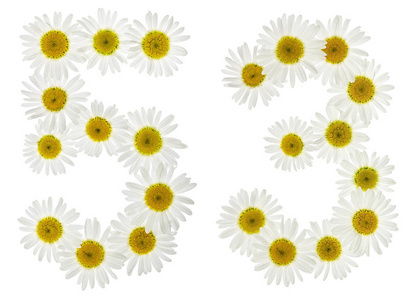 阿拉伯数字 53, 五十三, 白色花菊花照片