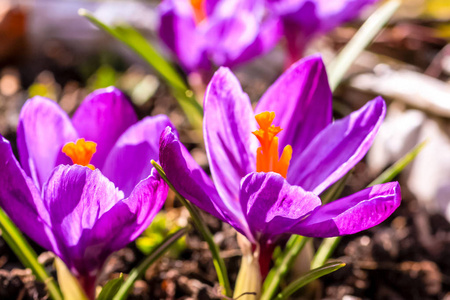 花园里美丽的紫罗兰 cracuses