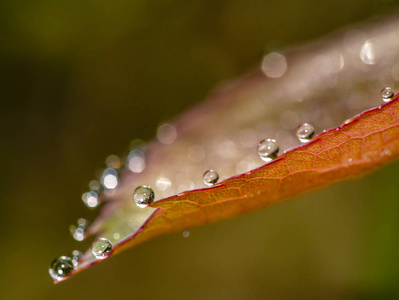 红叶上的雨滴