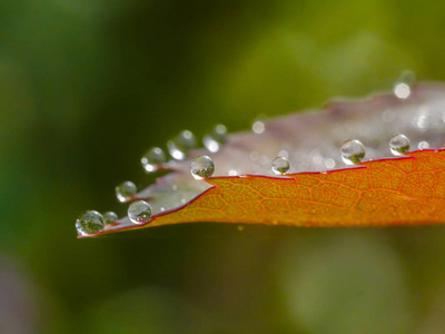 红叶上的雨滴