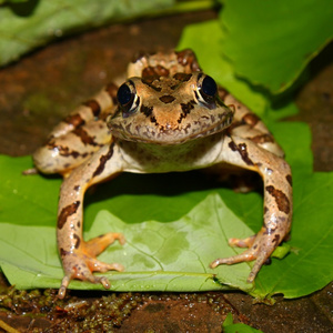 鱼蛙Rana Palustris