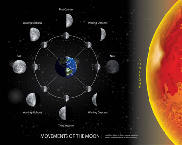 月球的运动8月相逼真矢量图
