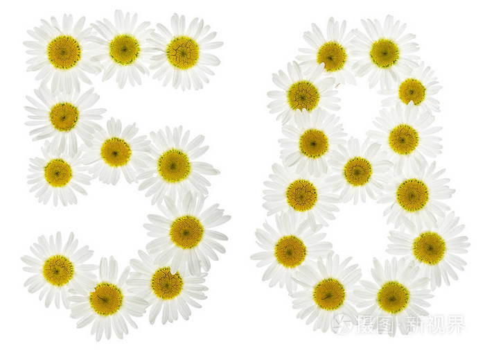 阿拉伯数字58五十八白色花菊花