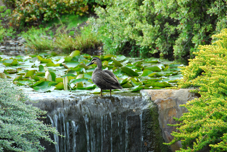 池塘边的鸭子