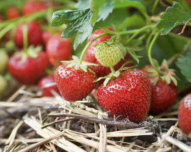 藤上生长的新鲜有机草莓的特写
