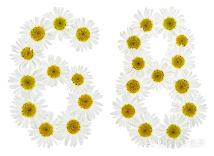 阿拉伯数字68六十八白色花菊花