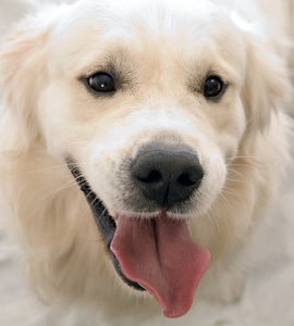 在工作室摆姿势的金毛猎犬