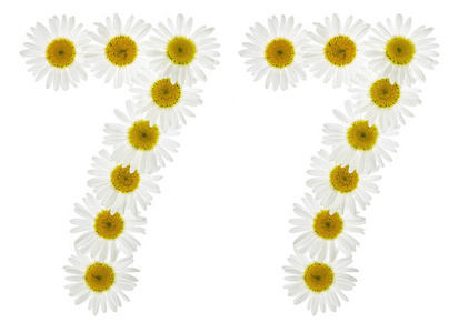 chamomil阿拉伯数字 77, 七十七, 从白色的花 chamomil照片