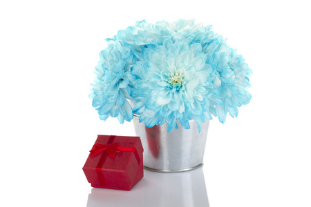 桶里的蓝菊花