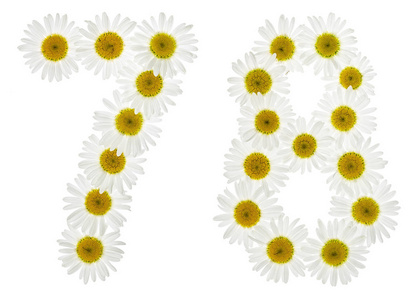 chamomil阿拉伯数字 78, 七十八, 从白色的花 chamomil照片