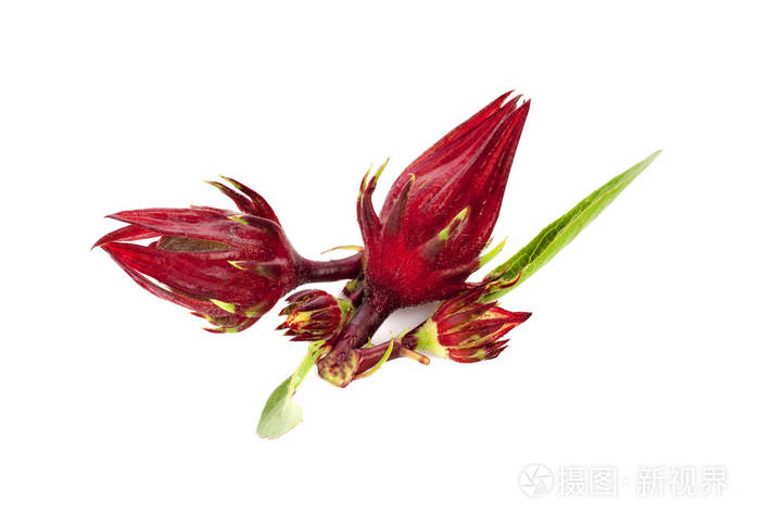 玫瑰茄孤立的白色背景上