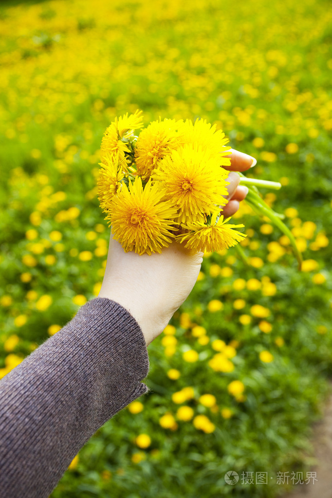 蒲公英在男子手中的蒲公英背景场上