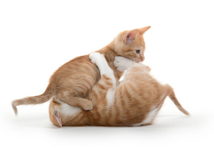 两个可爱的小猫图片