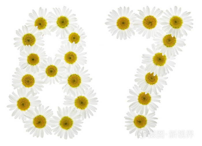 阿拉伯数字87八十七白色花菊花