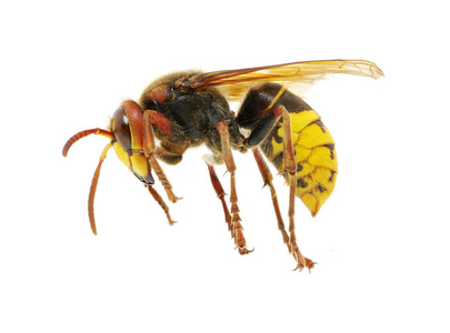 蜜蜂的攻击黄蜂的攻击照片