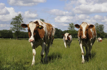 褐色和白色母牛在草甸漫步