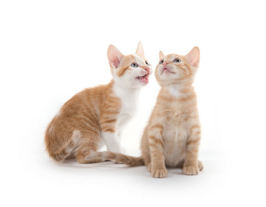 两个熟睡的小猫图片