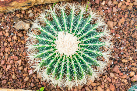 美丽的仙人掌在植物