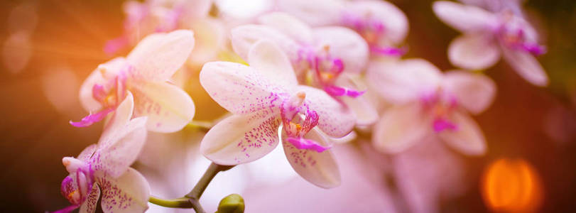 粉色的兰花花树叶背景