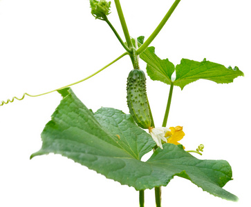 茎上幼嫩的小黄瓜照片