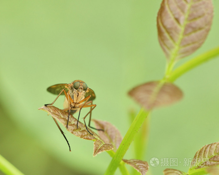 沼泽蝇Tetanocera