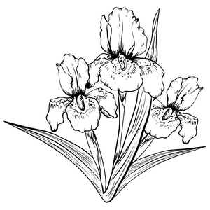 鸢尾花手绘图片-鸢尾花手绘素材-鸢尾花手绘插画-摄图新视界