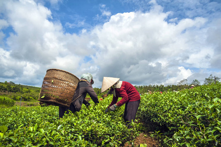 越南林省茶叶收获的农民